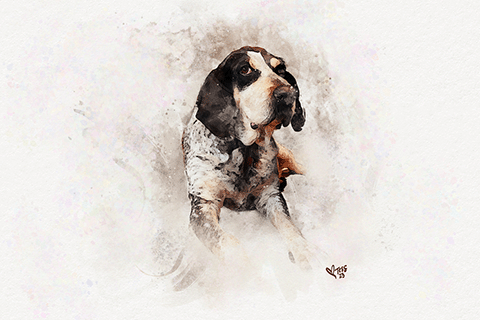 custom pet portrait hank